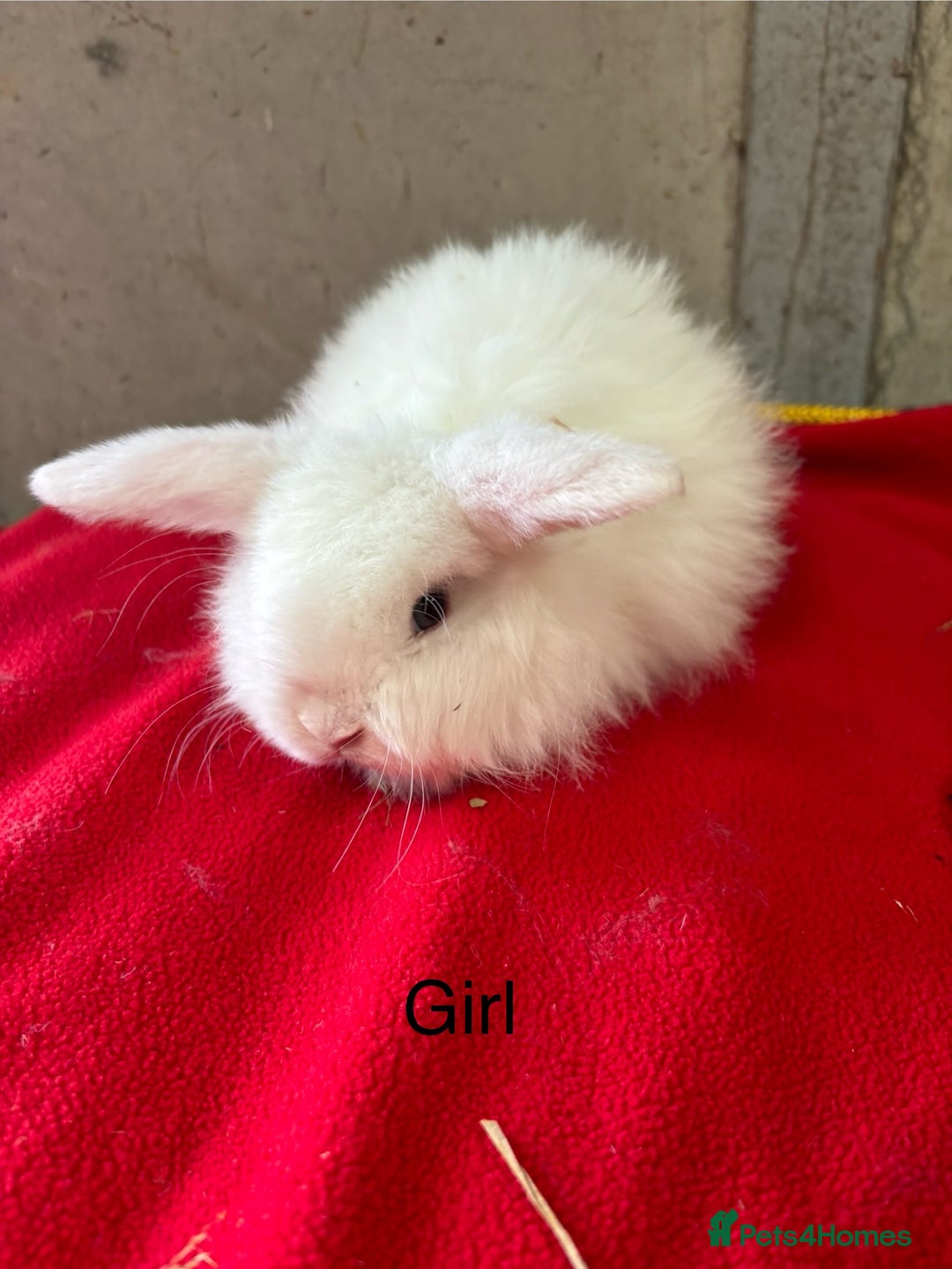 Mini Lop rabbits for sale: Stunning mini lop babies  - Advert 3