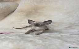 Devon Rex cats for sale: Devon Rex. 3 girls bominant blue eyes. All guts  - Image 9