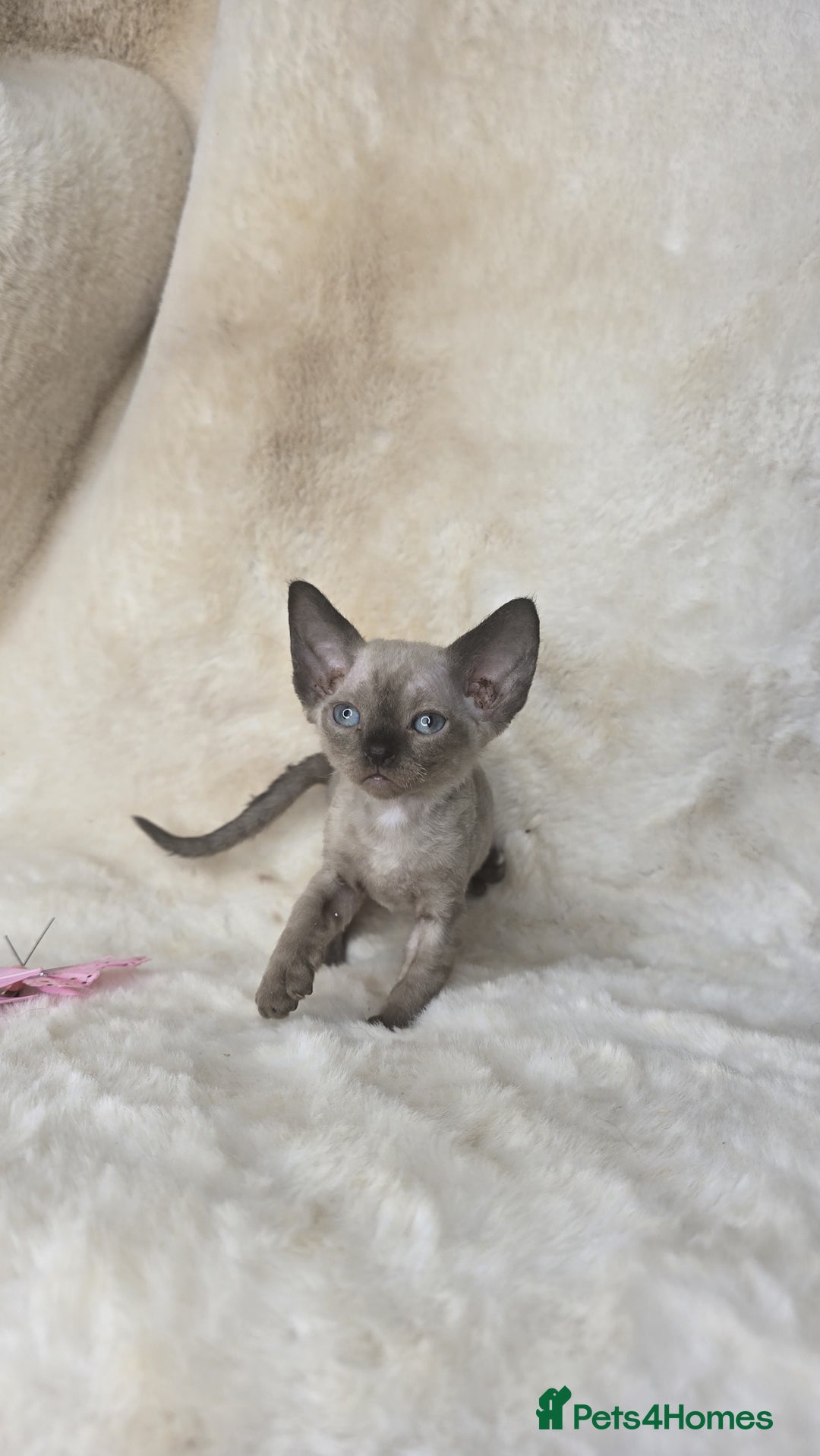 Devon Rex cats for sale: Devon Rex. 3 girls bominant blue eyes. All guts  - Image 9