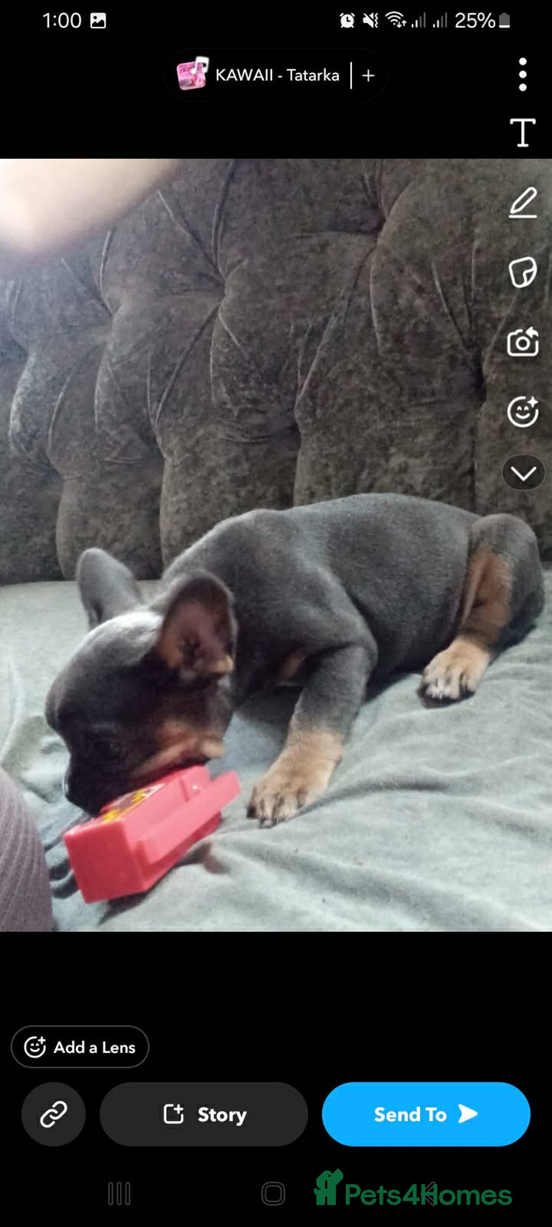 French Bulldog dogs for sale: Full bloodline French bulldog for rehome  - Advert 10