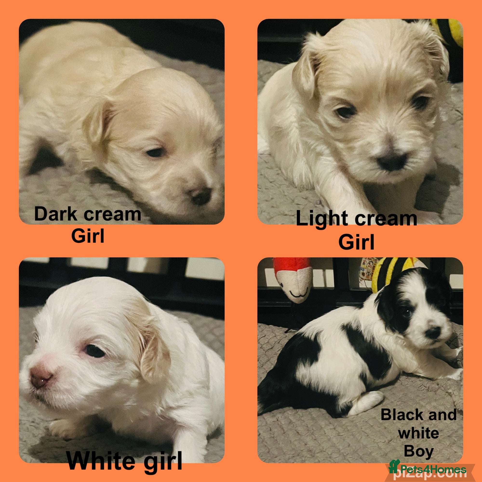 Maltipoo dogs Beautiful maltipoo puppies - Advert 4