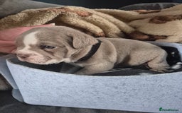English Bulldog dogs for sale: Bulldog puppies - Image 11