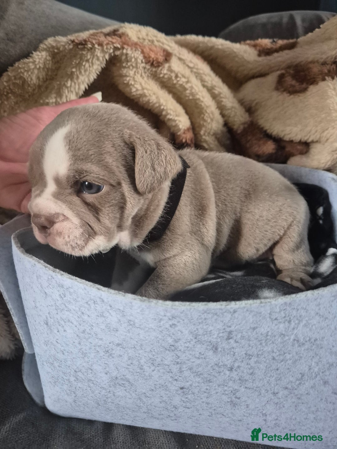 English Bulldog dogs for sale: Bulldog puppies - Image 11