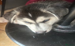 Siberian Husky dogs for sale: Lovely husky puppies, ready for new homes on 25/8 - Image 18
