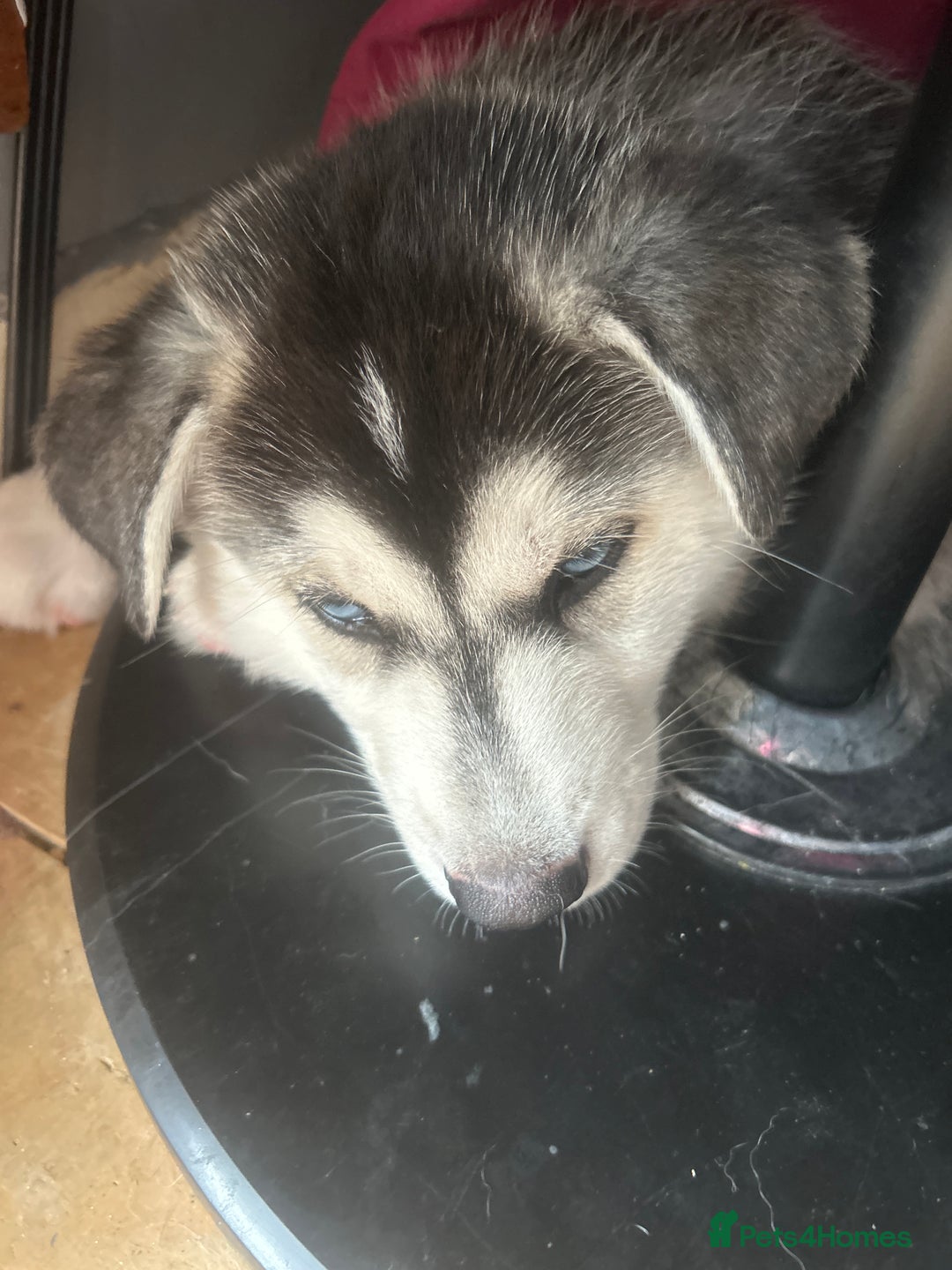 Siberian Husky dogs for sale: Lovely husky puppies, ready for new homes on 25/8 - Image 18