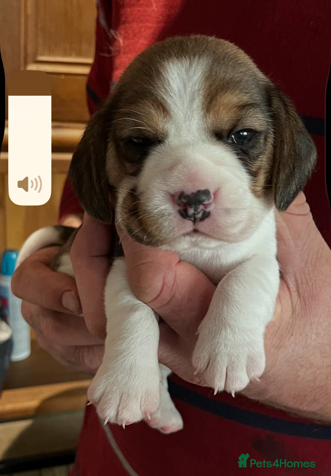 Beagle dogs for sale: Champion Bred Puppies (KC Reg) - Advert 14