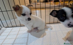 Jack Russell dogs for sale: Gorgeous miniature Jack Russell puppies  - Image 11