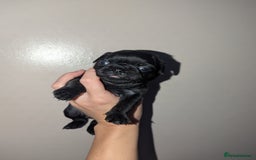 Pug dogs for sale: Pug puppies  - Image 15