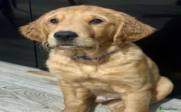 Golden Retriever dogs - Advert 1