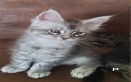 Maine Coon cats for sale: Lintons Pride Maine Coon Kittens. Ready Now - Image 10