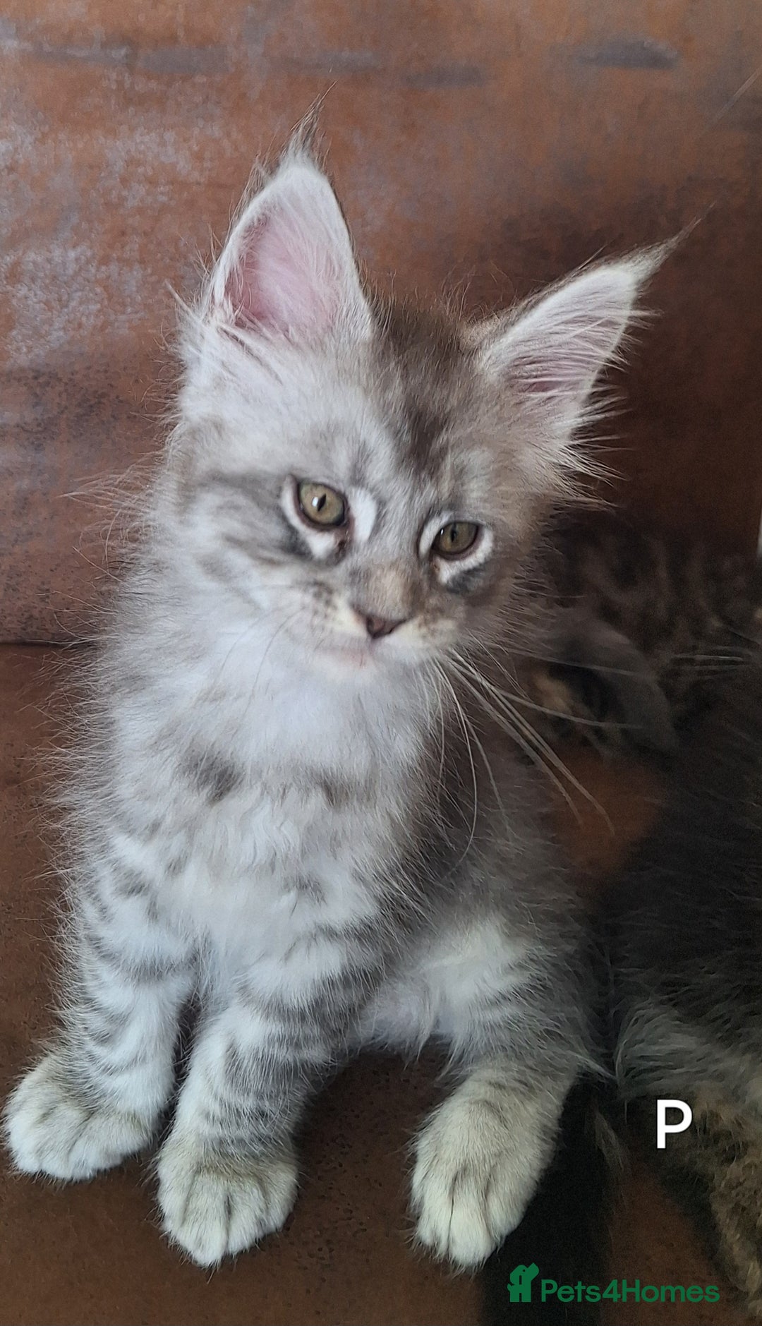 Maine Coon cats for sale: Lintons Pride Maine Coon Kittens. Ready Now - Image 10