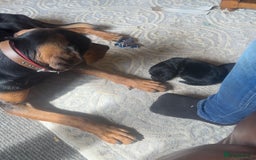 Mixed Breed dogs for sale: huntaway x springer spaniel pup - Image 4