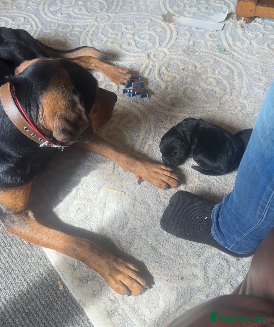 Mixed Breed dogs for sale: huntaway x springer spaniel pup - Image 4