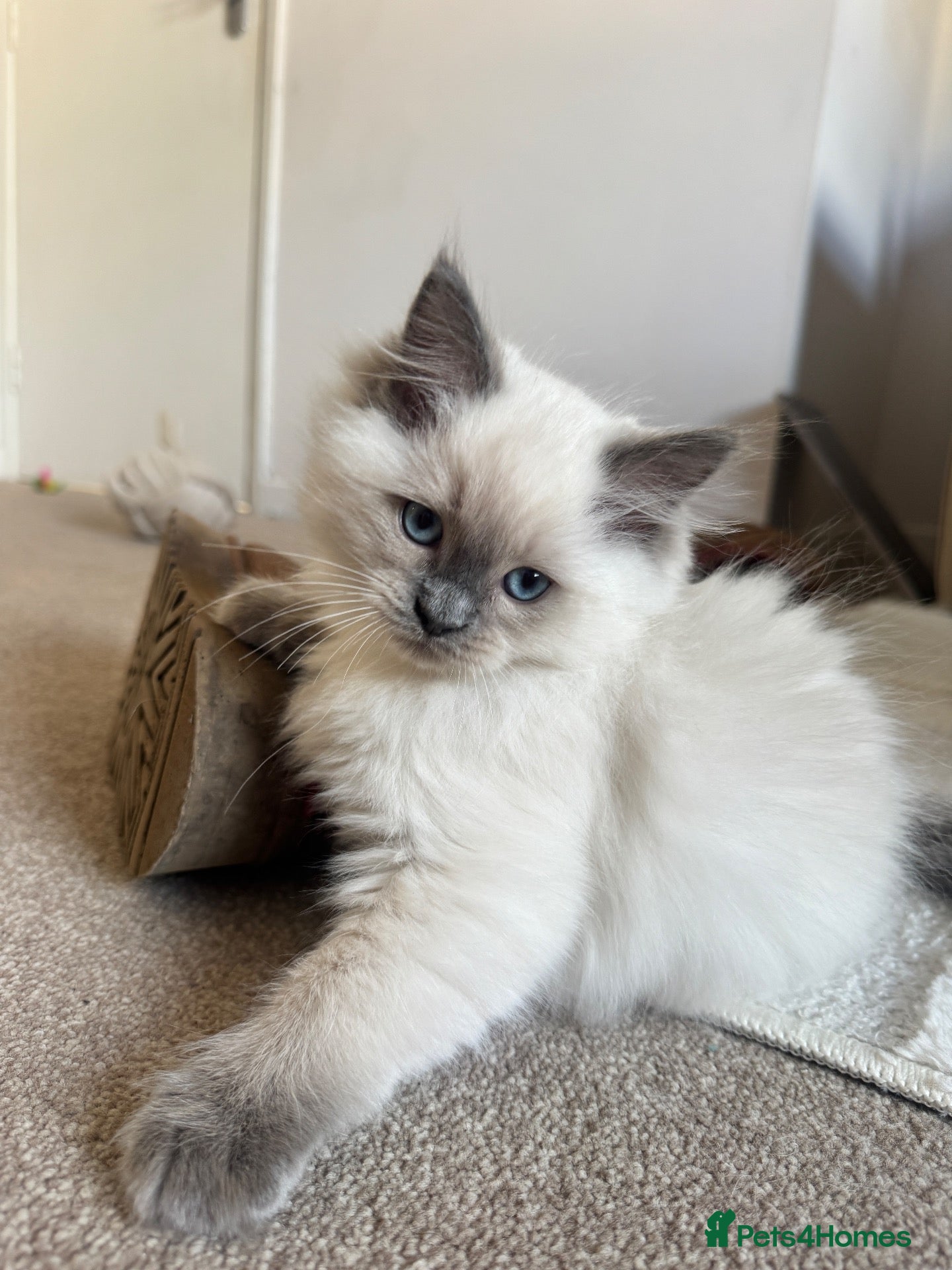 Ragdoll cats 💗2 beautiful girls left💗❗️REDUCED❗️ - Advert 2