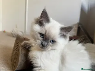 Ragdoll cats 💗2 beautiful girls left💗❗️REDUCED❗️ - Advert 1