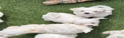 Mixed Breed dogs for sale: Bichion x Maltese puppys - Advert 5