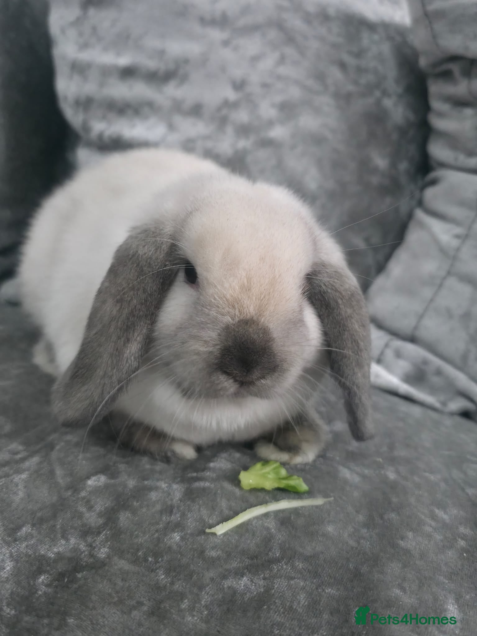 Mini Lop rabbits Mini Lop Male 💙 - Advert 10