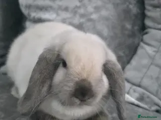 Mini Lop rabbits Mini Lop Male 💙 - Advert 5