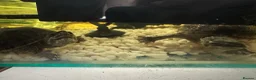 Turtle reptiles for sale: Musk turtles  - Advert 4