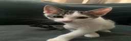 Mixed Breed cats for sale: 6 kittens ready to go in Ilford - Advert 7