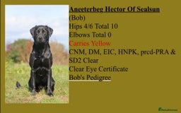 Labrador Retriever dogs for sale: Black/fox Labrador kc with 5 wks free insurance  - Image 4