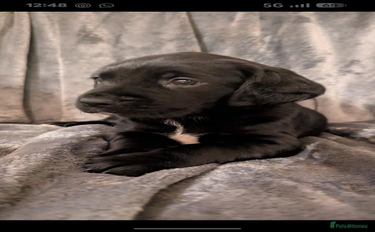 Cockerdor dogs Cockador puppies for sale - Advert 1