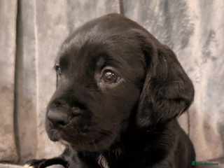 Cockerdor dogs Cockador puppies for sale - Advert 1