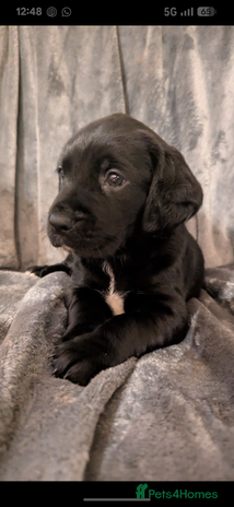 Cockerdor dogs Cockador puppies for sale - Advert 1