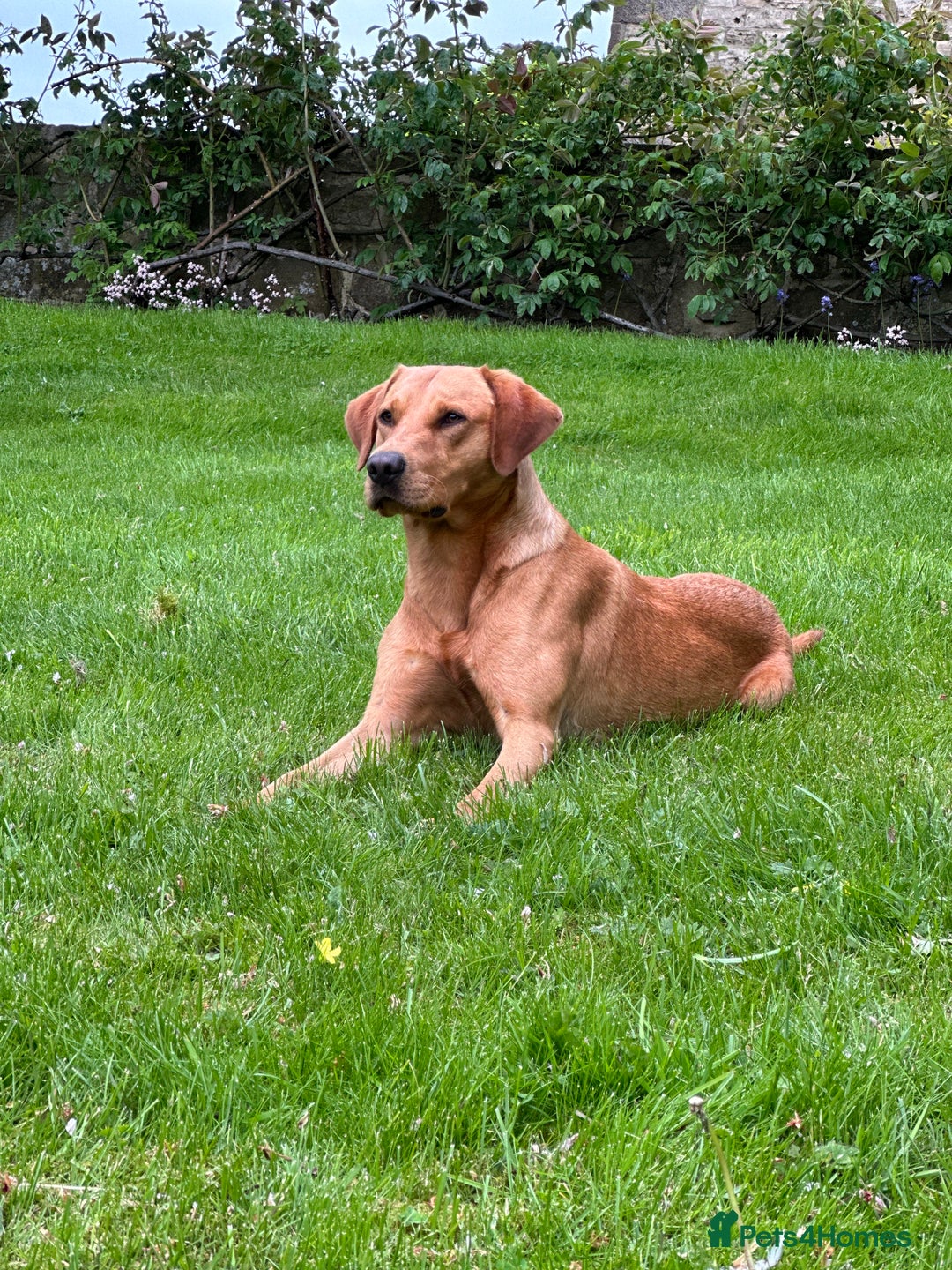 Labrador Retriever dogs for stud: Wiremoors Bram fox red Kc Reg & health tested dog - Advert 15