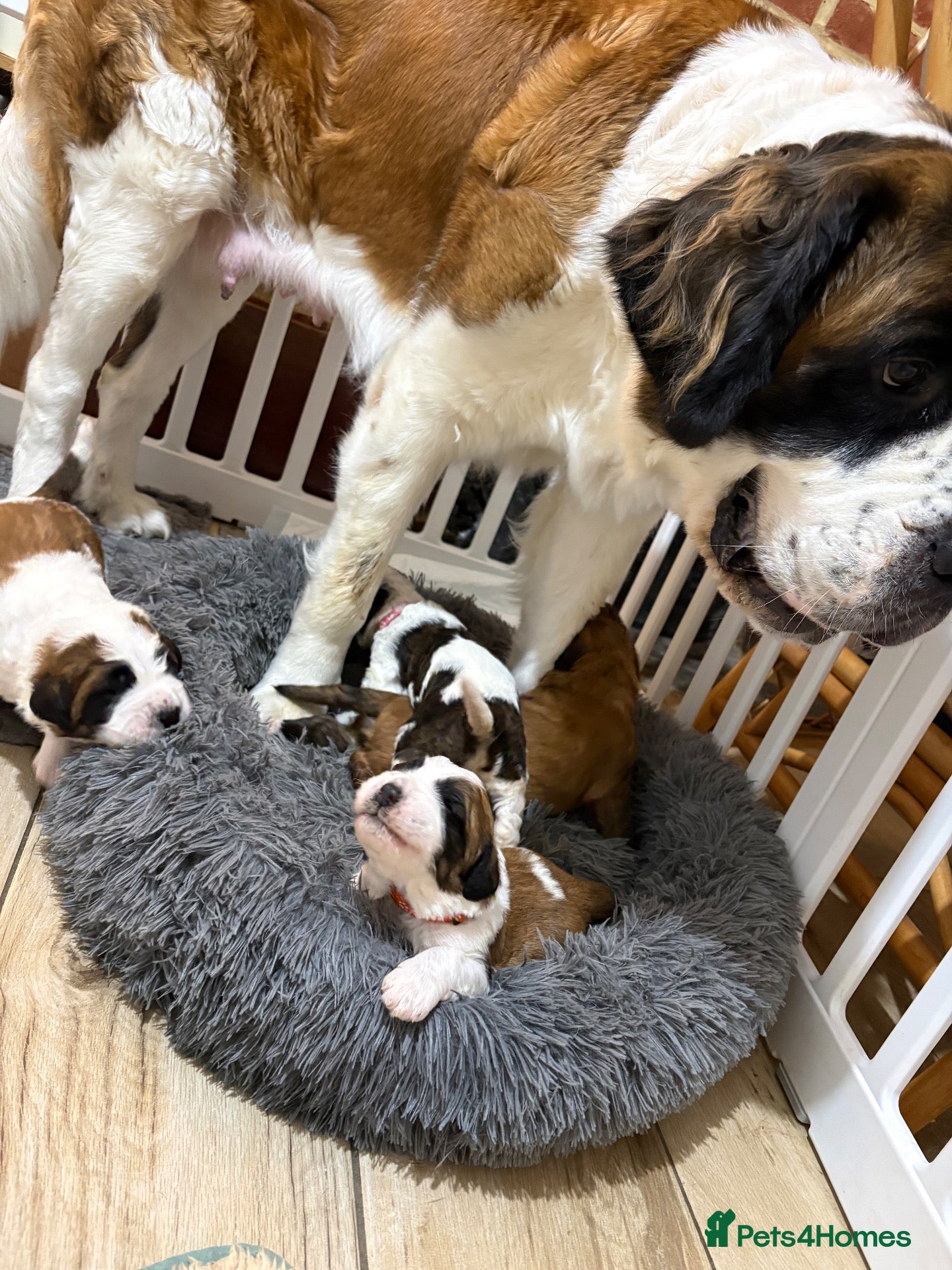 Saint Berdoodle dogs F1 Bernadoodle puppies parents KC registered  - Advert 2