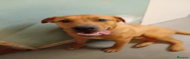 Mixed Breed 1