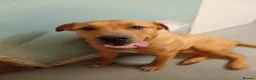Mixed Breed dogs for sale: Having to rehome - Advert 3