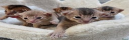 Abyssinian cats for sale: Gorgeous Tica  Abyssinian Kittens  - Advert 9