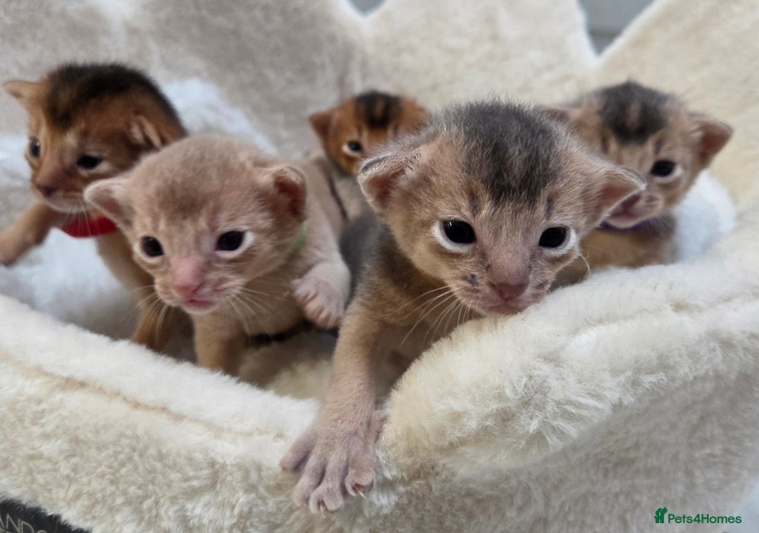 Abyssinian cats for sale: Gorgeous Tica  Abyssinian Kittens  - Advert 9
