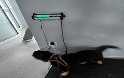 Mixed Breed dogs for adoption: ROBY, a superb puppy boy - for a Loving Home - Image 20