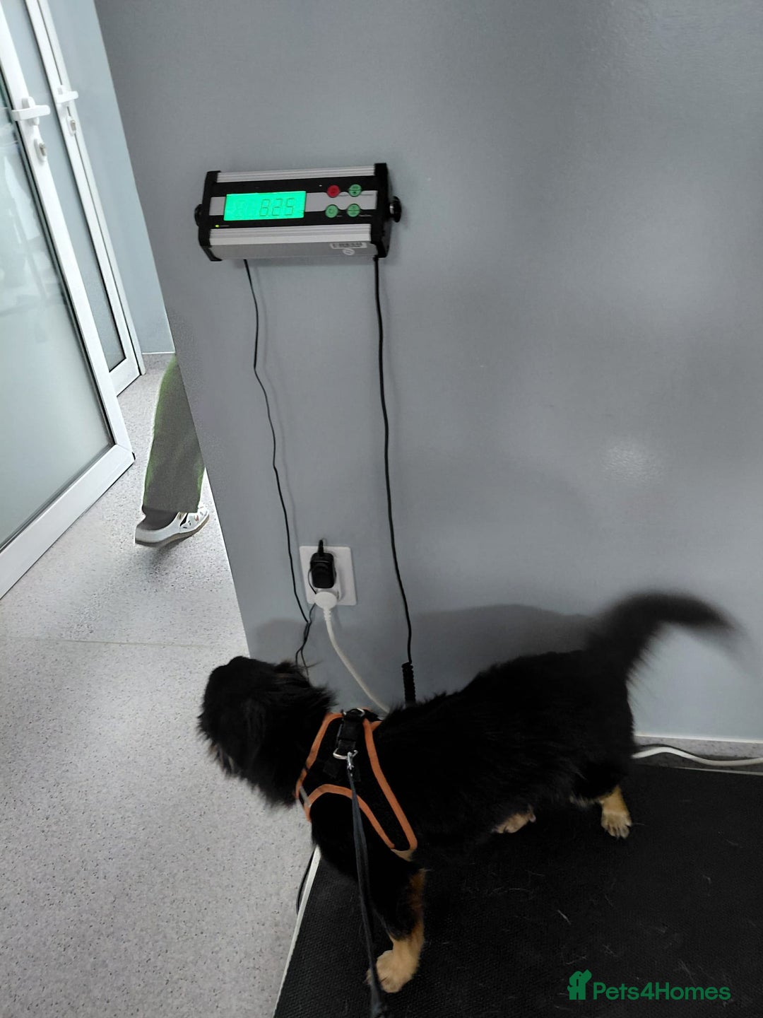 Mixed Breed dogs for adoption: ROBY, a superb puppy boy - for a Loving Home - Image 20