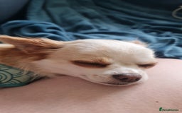 Chihuahua dogs for sale: 2 year old Chihuahua girl - Advert 4