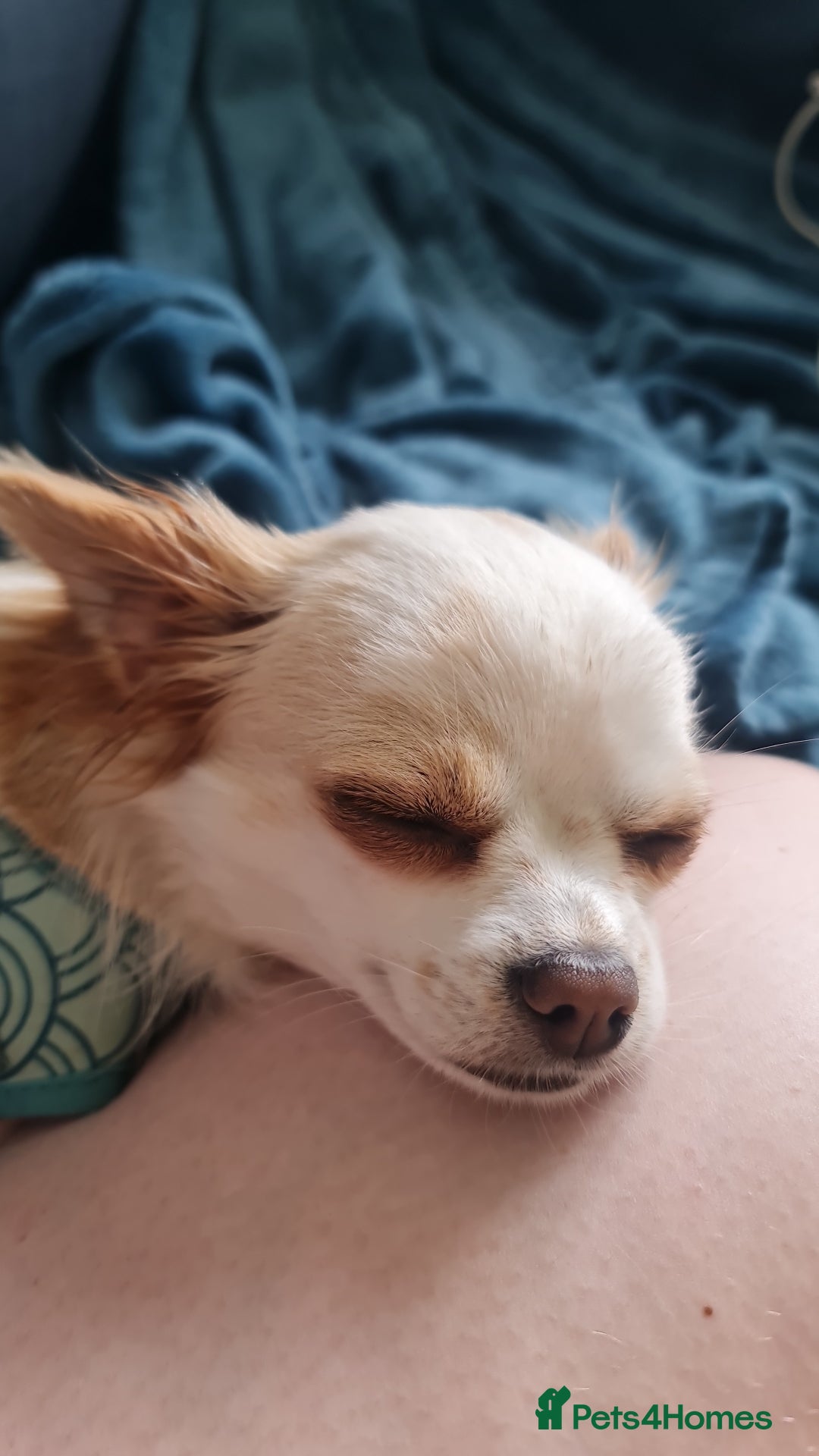 Chihuahua dogs for sale: 2 year old Chihuahua girl - Advert 4