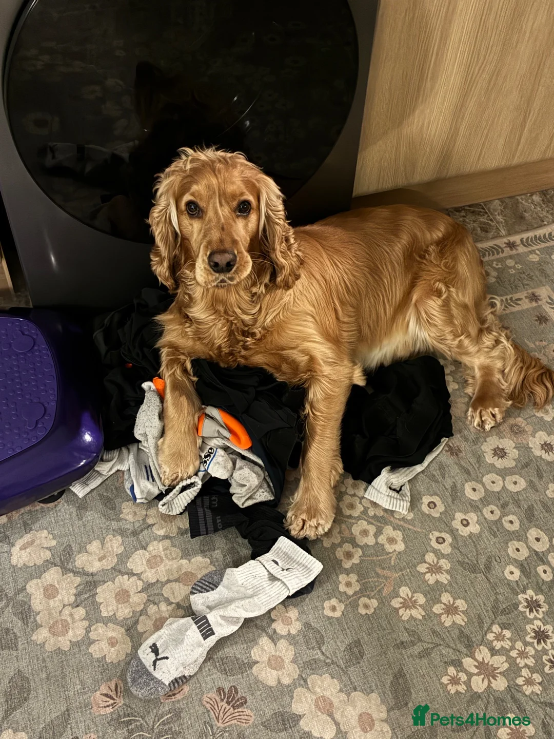 Cocker Spaniel dogs for stud: Available for Stud in Loughborough - Advert 2