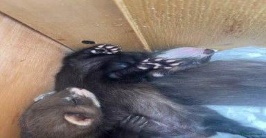 Ferret rodents - Advert 4