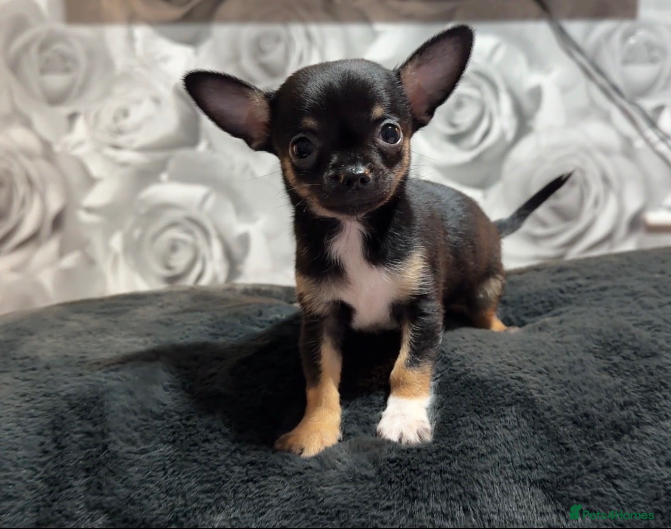 Chihuahua dogs Reduced boy Full chihuahua  - Advert 1