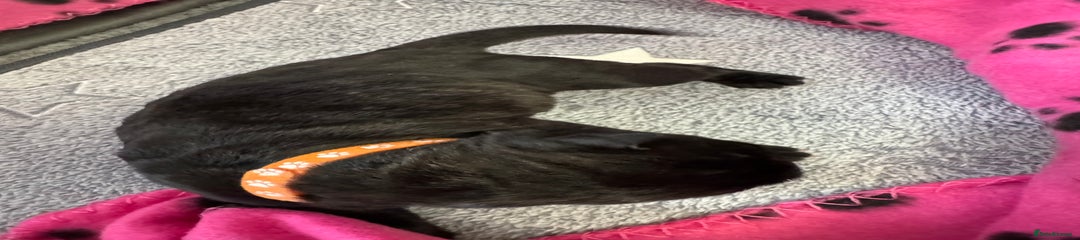 Neapolitan Mastiff Puppy 11