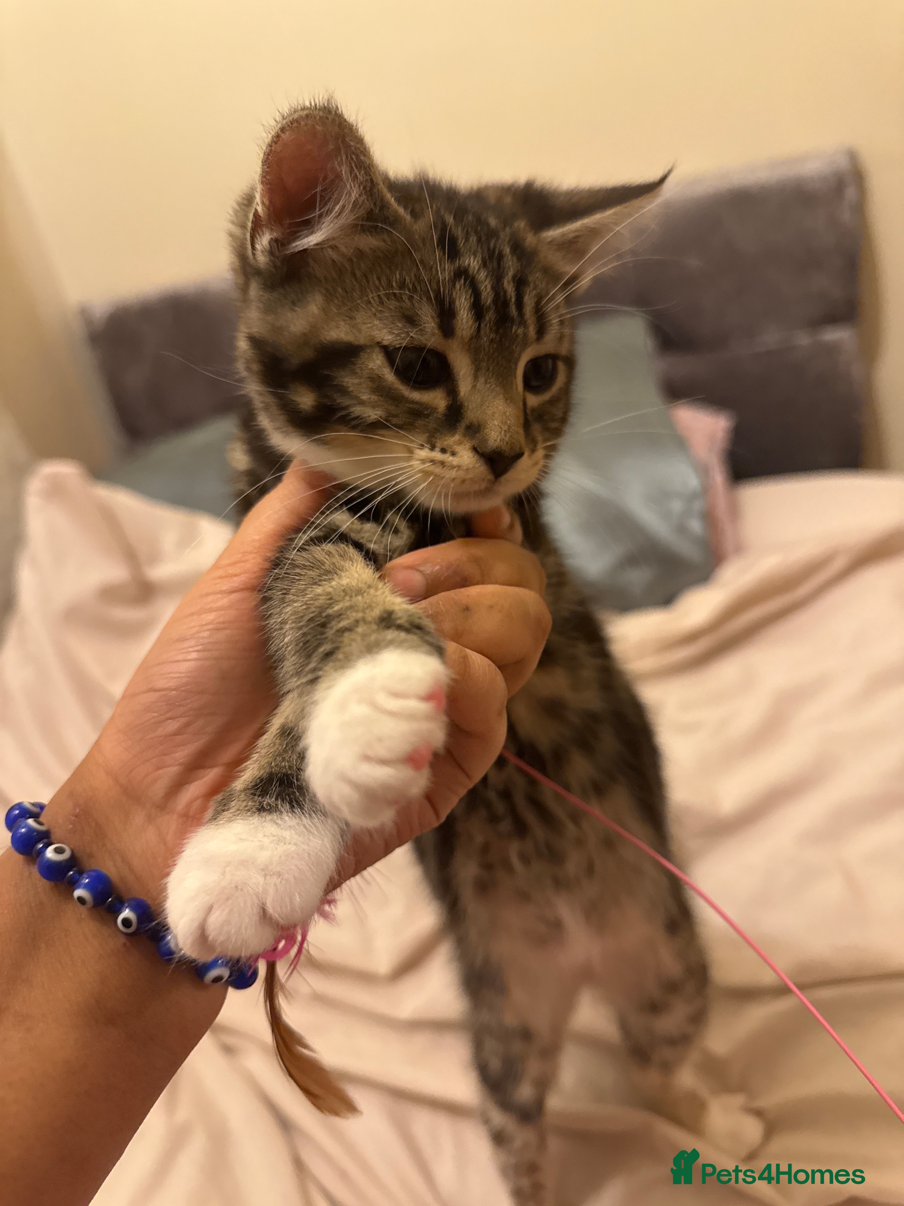 Mixed Breed cats Kittens 🐈‍⬛  - Advert 2