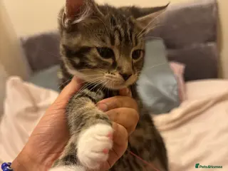 Mixed Breed cats Kittens 🐈⬛ - Advert 2