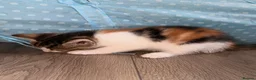 Mixed Breed cats for sale: Beautiful Calico Female Kitten - Last Available in Basingstoke - Advert 11