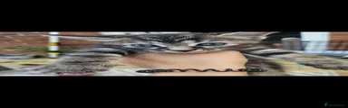 Mixed Breed 3