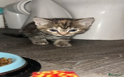 Mixed Breed cats for sale: 4 kittens for sale  - Image 7