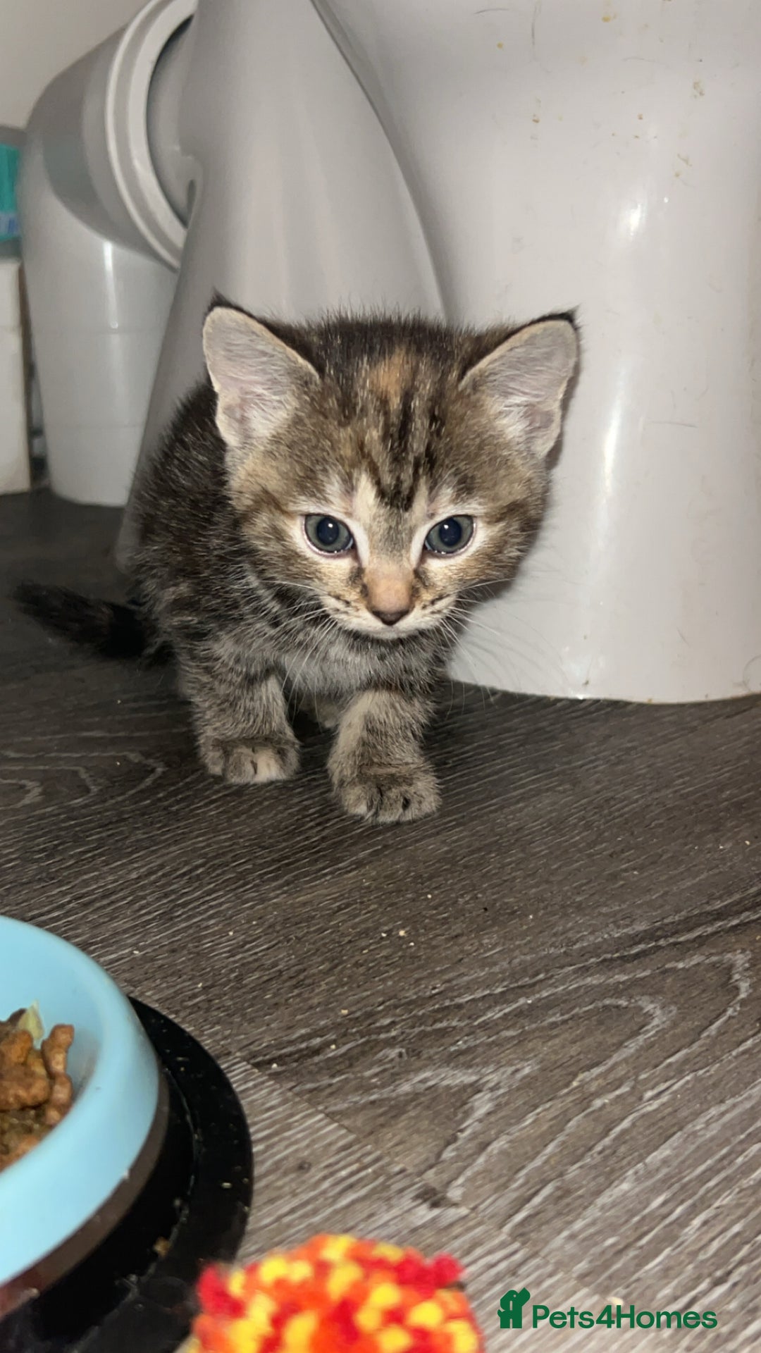 Mixed Breed cats for sale: 4 kittens for sale  - Image 7