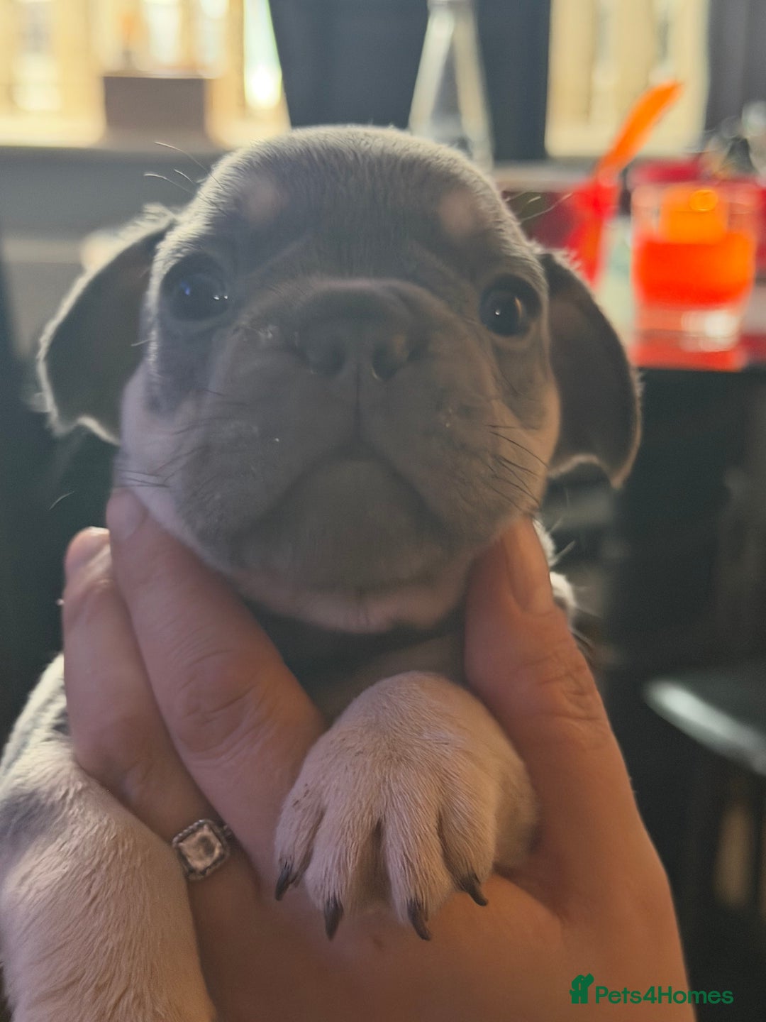 French Bulldog dogs for sale: French bulldogs  - Advert 10