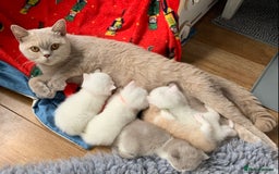 British Shorthair cats for sale: 🐻‍❄️Bundle Of Joy🐻‍❄️ - Image 9